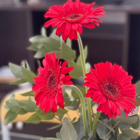 Gerbera Colorada Haedo Daire Morón Dış mekan fotoğraf